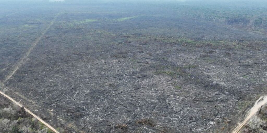desmatamento-na-amazonia-passa-a-ser-monitorado-em-areas-sem-floresta