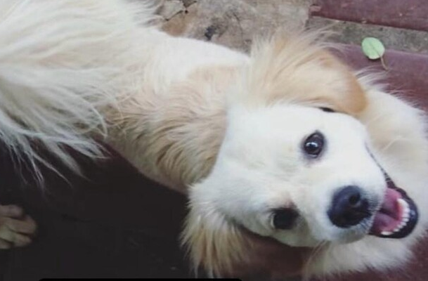 Ataque de três cães termina com morte de cachorro de 12 anos Ataque de três cães termina com morte de cachorro de 12 anos