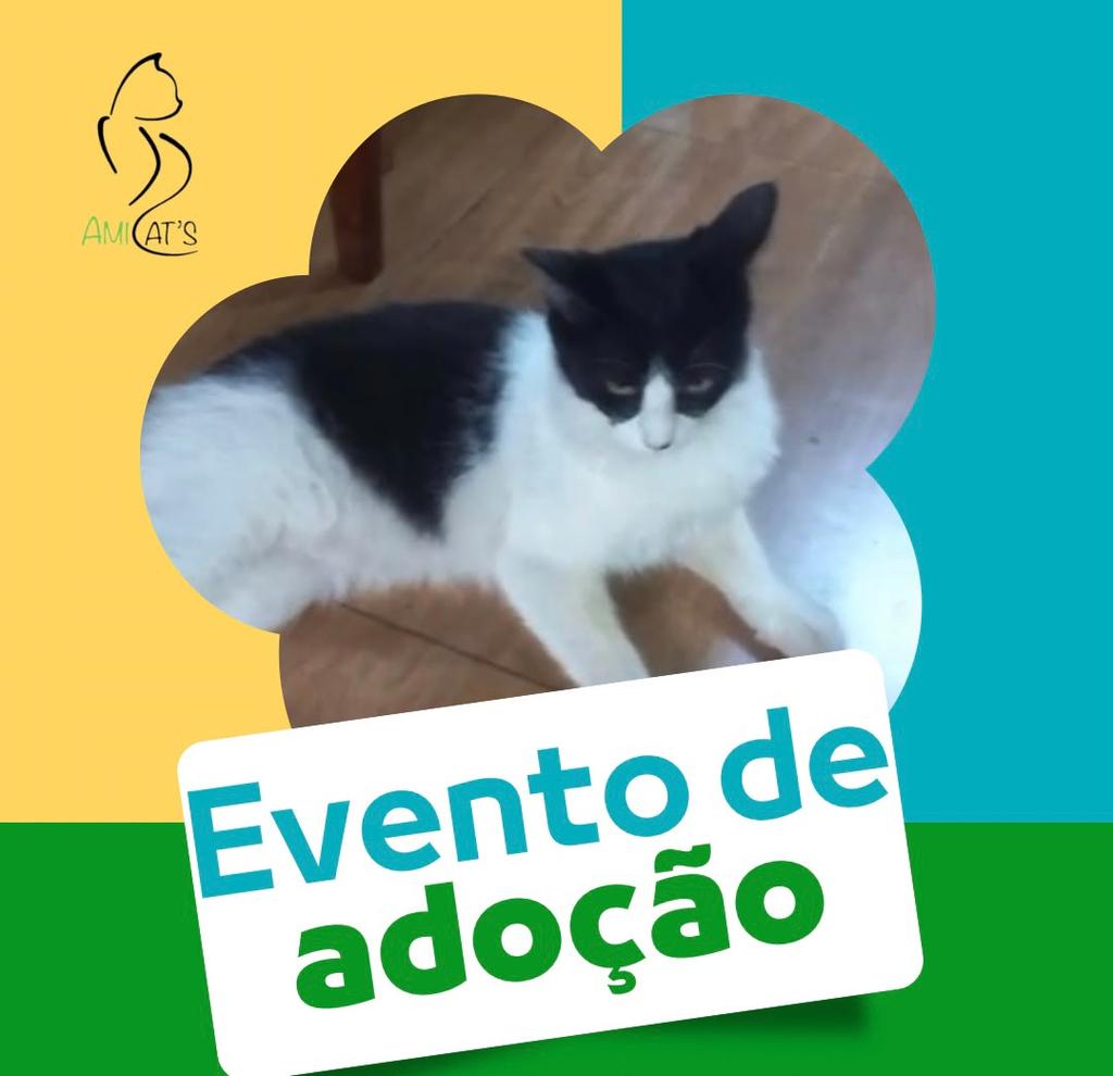 Feira de adoção terá gatinhos e cachorrinhos à procura de um lar neste sábado Feira de adoção terá gatinhos e cachorrinhos à procura de um lar neste sábado