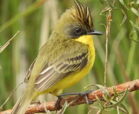Parque de MS fica em 2º no País em número de espécies de aves registradas Parque de MS fica em 2º no País em número de espécies de aves registradas